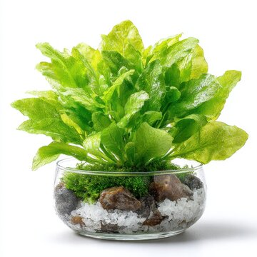 Fresh Green Java Fern in Glass Bowl with Rocks and Moss on White