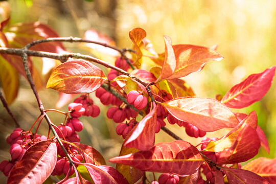 Spindle tree (Euonymus europaeus). The image shows as close-up the fruits captured during the end of summer. September 2025