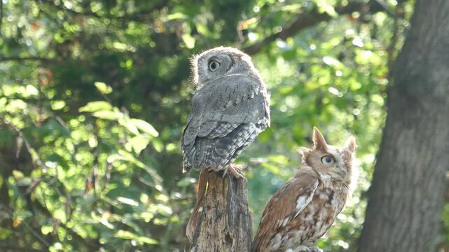 Pair of screech owls with different color morphs looking around