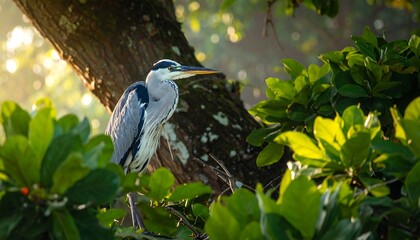 Naklejka premium A gray heron perches amidst lush, vibrant foliage bathed in the soft morning light.