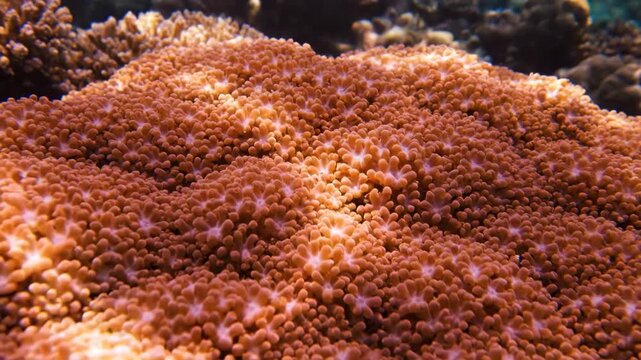 Hypnotic play of light and shadow dancing across a textured coral surface as the sun moves above in an artistic reef timelapse abstract, submerged, coral