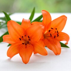 Two vibrant orange lilies on a white surface