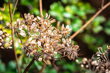 Giant dry hogweed, cow parsnip, seed pods, September 2025