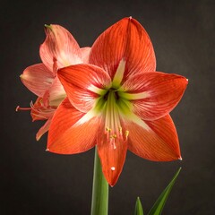 Two vibrant orange-red amaryllis flowers against a dark background