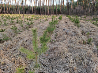 Coniferous trees in the beautiful forest. Pathway in the beautiful spring wood