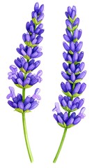 Two vibrant purple lavender sprigs against a white background