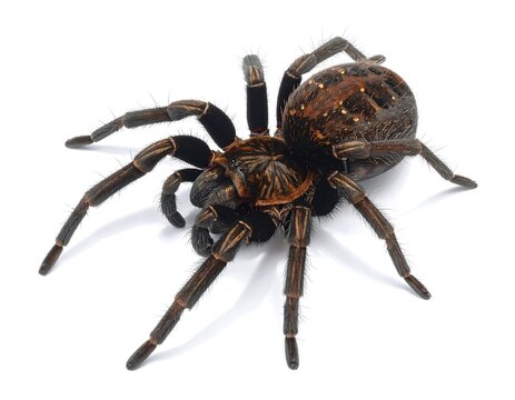 Detailed studio shot of a tarantula spider isolated against a clean white backdrop