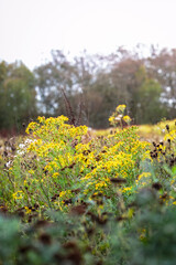 In the wild, the plant Common Ragwort, Jacobaea vulgaris grows among the grasses, September 2025