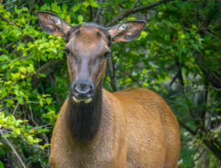 Portrait of a Female Elk - Cannon Beach OR