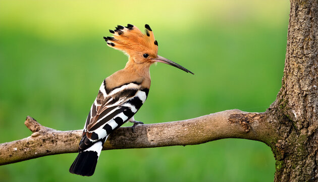 The Hoopoe Upupa Epops Epupa Epops Sitting On The Branch With Green Background