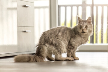 Portrait of an old toothless Maine Coon cat indoors