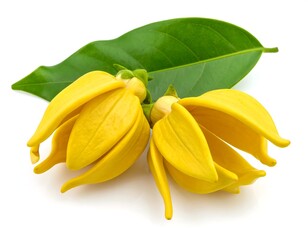 Two vibrant yellow flowers with lush green leaves