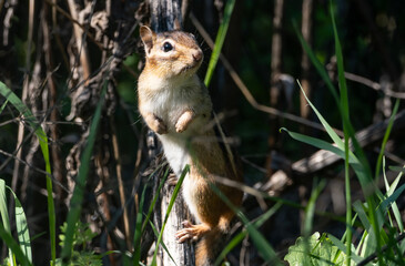 A Cute Chipmunk Standing on a Dead Branch Looking at the Camera