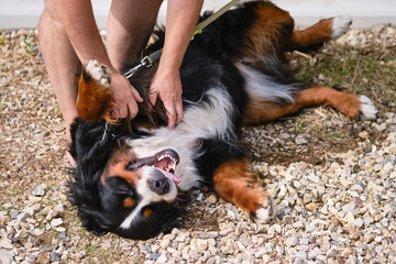 Outdoor happiness portrait of a Bernese dog.  The owner scratches and strokes his dog's belly.