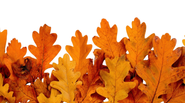 PNG Vibrant autumn oak leaves pattern