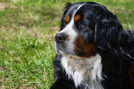 Outdoor portrait of a Bernese dog.  Bernese Zennenhund dog resting in grass.