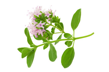blooming oregano isolated on white background