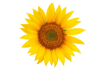 Sunflower isolated on a white background. Top view. Flat lay