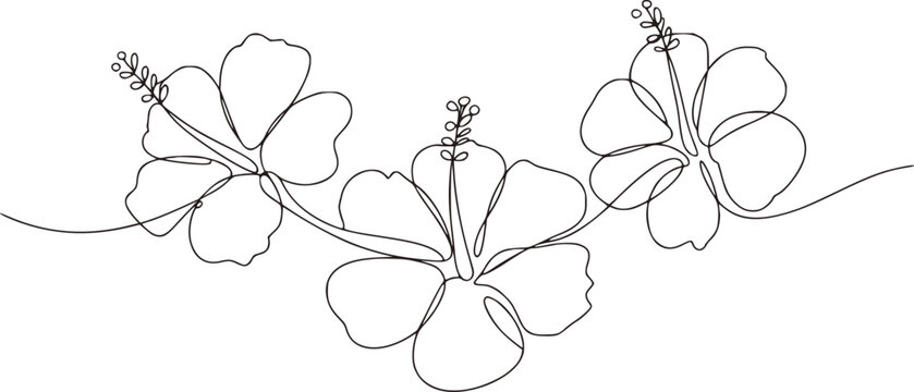 Three delicate hibiscus flowers drawn with a single continuous line floral single line drawing