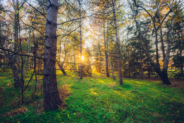 The sunlight throught the trees in the woods. Autumn sunshine in the forest, Hungary.