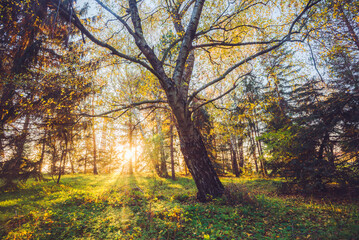 The sunlight throught the trees in the woods. Autumn sunshine in the forest, Hungary.