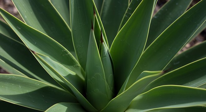 Close up of green agave plant leaves with natural sunlight and copy space