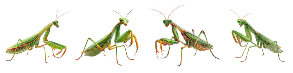Intriguing praying mantis collection, captivating insect poses from unique angles, perfect for nature studies and educational projects, originally a scalable vector graphic