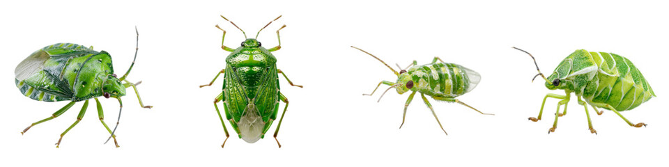 Green Jewel Bugs Showcase Vibrant Natural Beauty, Perfect for Educational Materials and Insect Studies, Emphasizing Nature's Wonders and Biodiversity