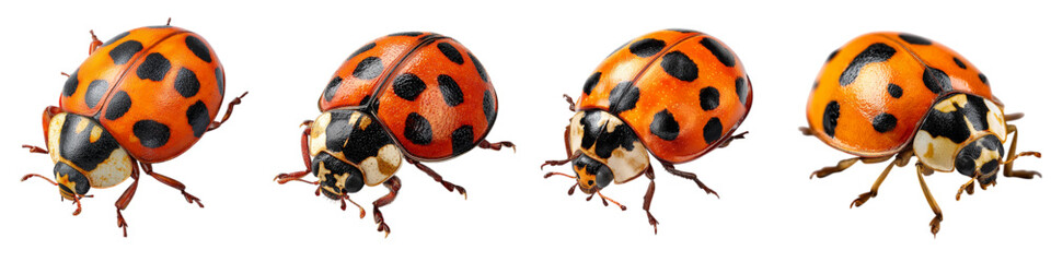 Delightful group of ladybugs each showcasing unique spots, perfect for spring designs and educational materials with a vibrant, natural feel