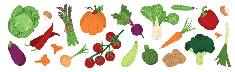 Collection of fresh vegetables isolated on white background. Cabbage, pumpkin, carrot, tomato, broccoli, pepper, eggplant, zucchini, onion, artichoke. Healthy food vector illustration.