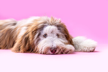 A cute Bearded collie on pink studio background