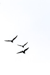 Three seagulls flying high in clear minimalist sky