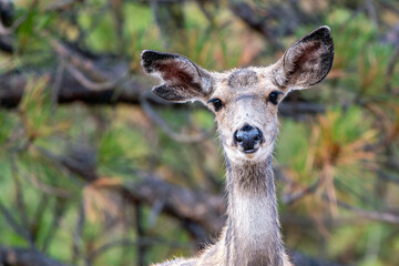 Deer with notched ear