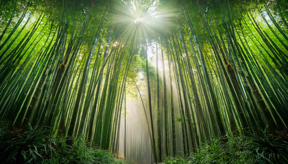 Fototapeta premium Sunbeams Filtering Through A Dense Bamboo Forest With Misty Atmosphere Nature Green