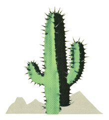 PNG Cactus plant invertebrate drawing.