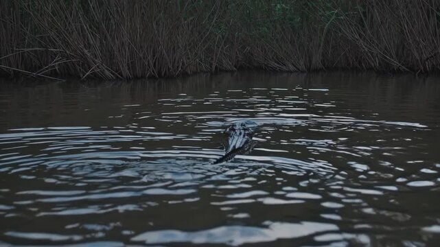 Alligator swimming in dark swamp water, with its back and head breaking the surface, creating a sequence of expanding ripples and movement in a natural habitat