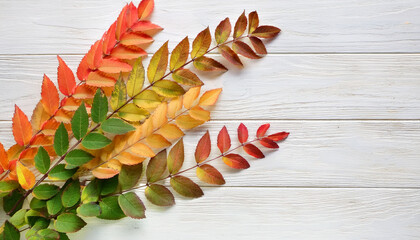 Branches With Small Colorful Autumn Leaves Spiraea Vanhouttei On White Wooden Background Flat Lay Selective Focus