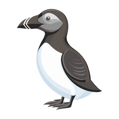 Northern seabird razorbill. Razorbill bird isolated on white background. Fauna. Illustration.