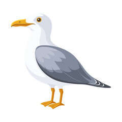 Seagull bird. Coastal gull bird isolated on white background. Fauna. Illustration.
