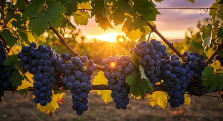 Fototapete Honigfarbe Grape vines with ripe fruit at sunset in vineyard landscape  © Nur
