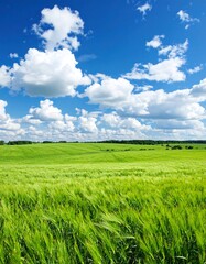 Vast green field under a vibrant blue sky