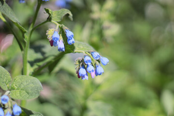 A blue flower with a white center. The flower is surrounded by green leaves. The flower is in the middle of a green bush, macro photo in garden, blurred background