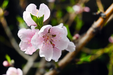 FLORES JARDIN PASTO GARDES ROMERO MARAGARITA FLOR PUERTA MANILLA 