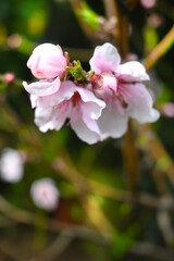 FLORES JARDIN PASTO GARDES ROMERO MARAGARITA FLOR PUERTA MANILLA 
