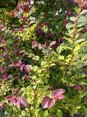 秋の色づく葉の風景