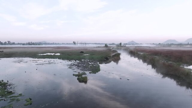 Drone travel in sobre los humedales de Xochimilco con patos nadando y vapor al amanecer, Ciudad de M&eacute;xico &ndash; video a&eacute;reo 4K