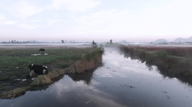 Drone travel in sobre los humedales de Xochimilco con patos nadando y vapor al amanecer, Ciudad de M&eacute;xico &ndash; video a&eacute;reo 4K