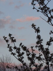 trees and sky