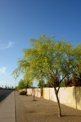 Bright blue spring sky colors and striking yellow blossoming flowers of Palo Verde tree along Phoenix streets, Arizona