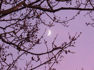 branches of a tree